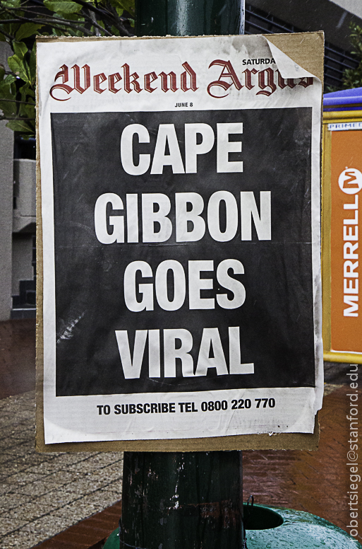 cape gibbon goes viral